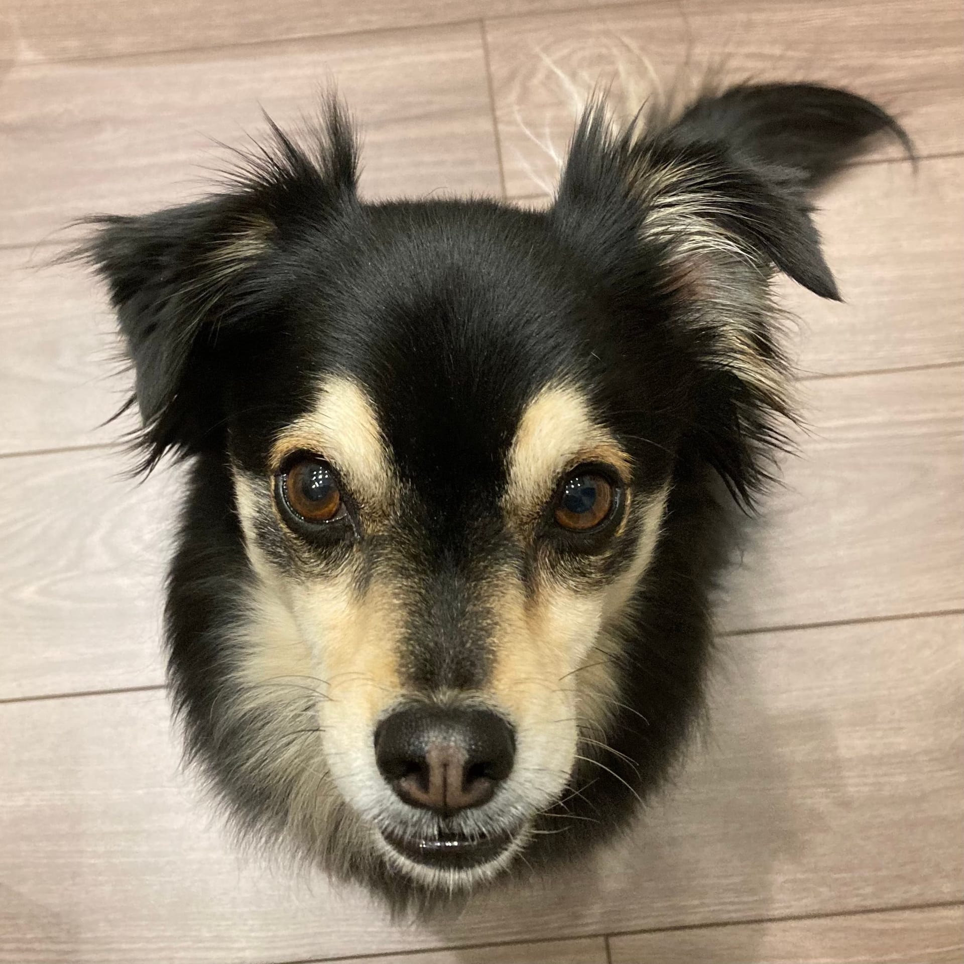 チョコ